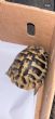 Hermanns : Male approx 20 years old (Tank)